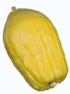 Esrog