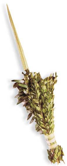 Lulav